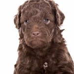 Australian Labradoodles