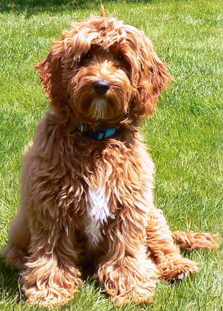 labradoodle coat types