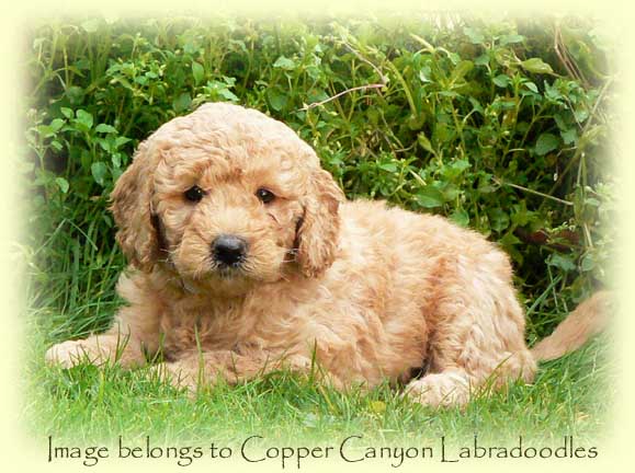 Maple6WksOld