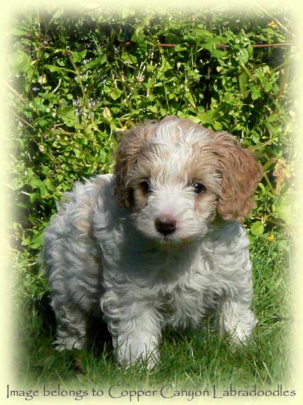 Australian Labradoodle Breeder