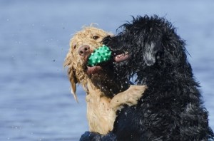 The Benefits of Doggy Daycare