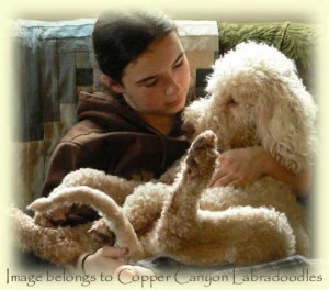 Puppy Training Tips If You Want To Own An Australian Labradoodle