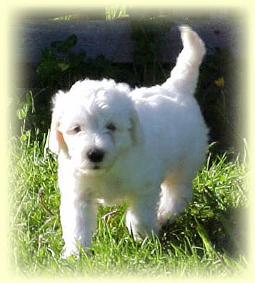 White Labradoodle Puppy from Copper Canyon Labradoodles