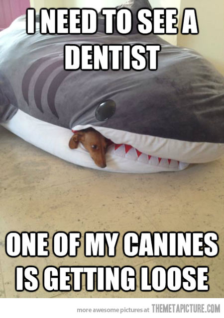 funny-dog-sleeping-toy-shark