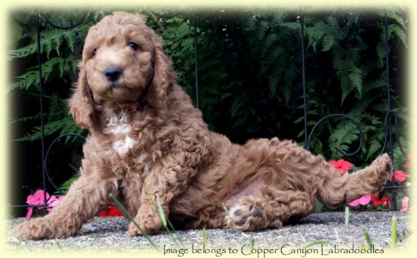 APoppyPupPinkCollarBoy