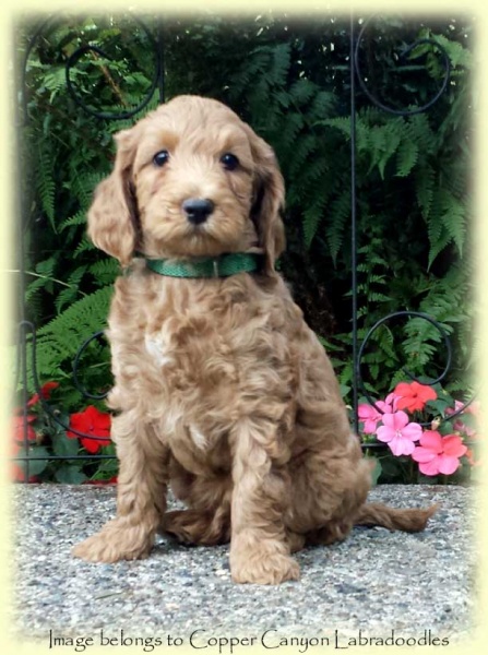 APoppyPupsGreenCollarboy