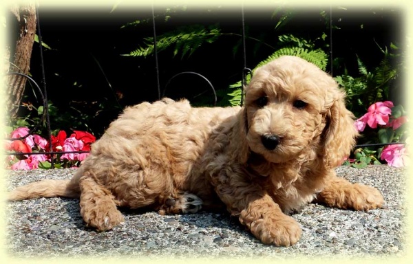APoppyPupsNoCollarGoldgirl