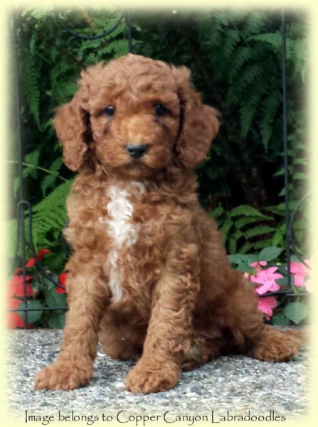 APoppyPupsSmRedboy
