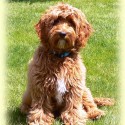 Springville’s Lil Bentley