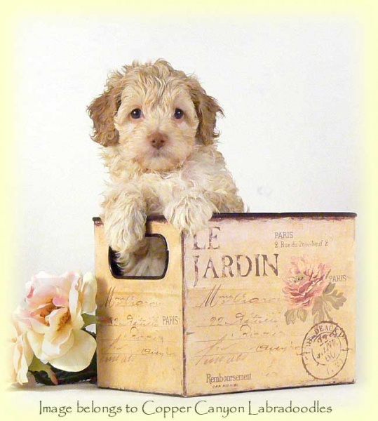 ButtonsGoldFleeceGirl6wks