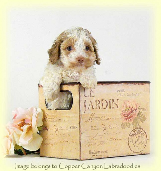 ButtonsPartiGirl6wks