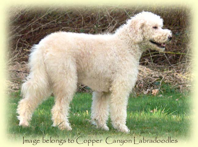 Tegan Sundance - Copper Canyon Labradoodles