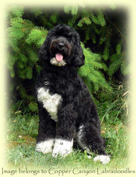 Domino and Medium Labradoodle Litter 2016 - Copper Canyon