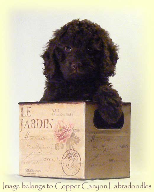 Jazzy6Wks