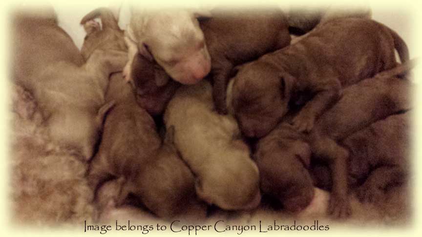 PoppyNewbornPups