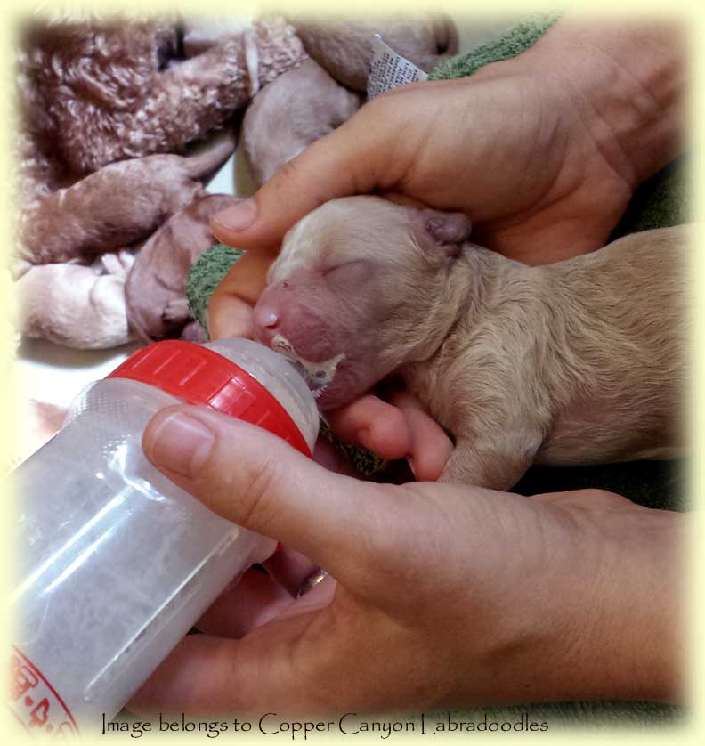 PoppyPupBottlefeeding