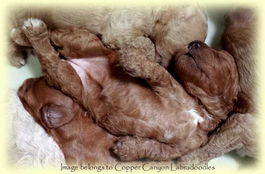 PoppyPuppies2wks