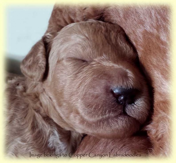 PoppyPups2wks