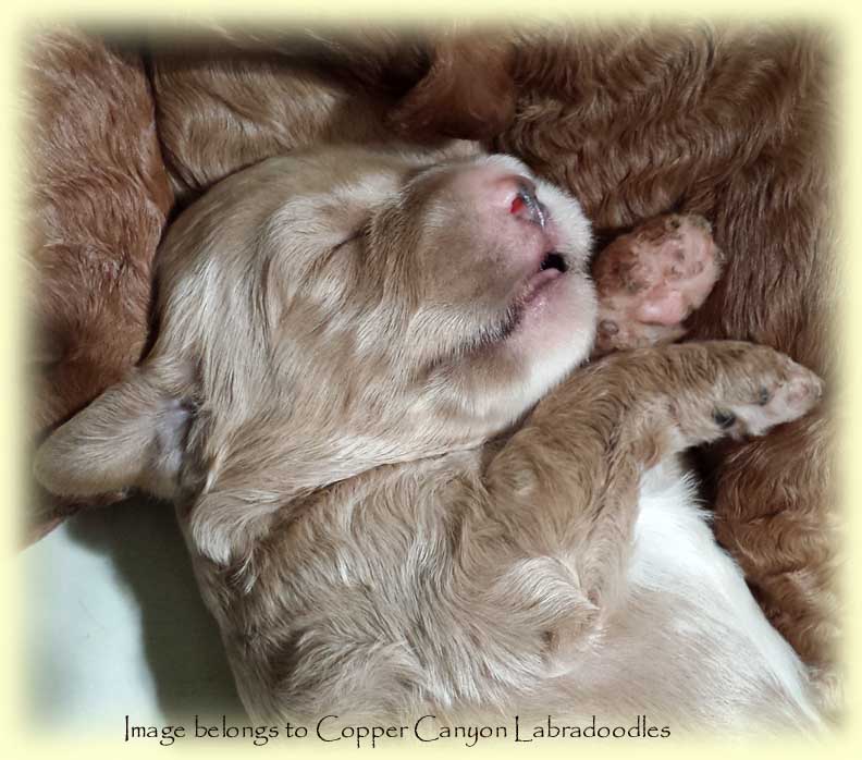 PoppyPups2wks2