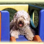 Here Are 5 Reasons Why The Australian Labradoodle Is So Popular