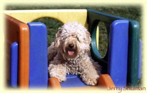 Here Are 5 Reasons Why The Australian Labradoodle Is So Popular