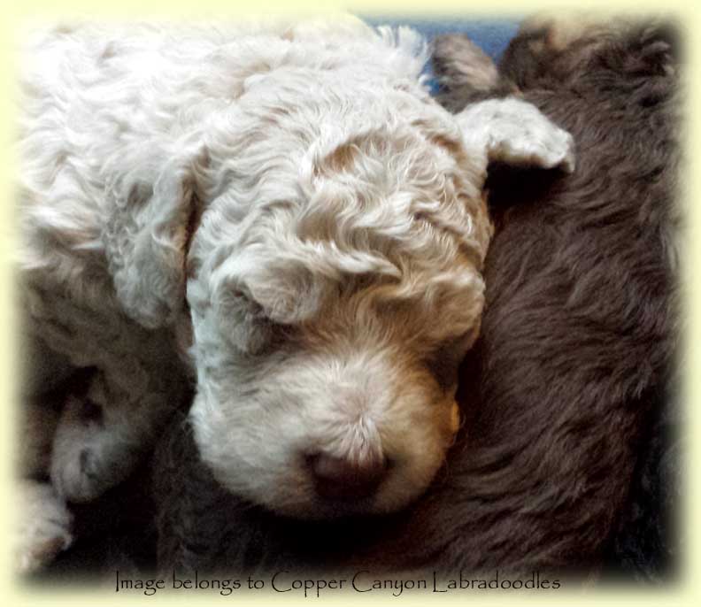 TawneyPups3Wks