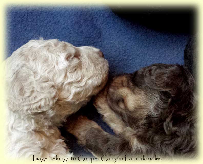 TawneyPups3Wks2
