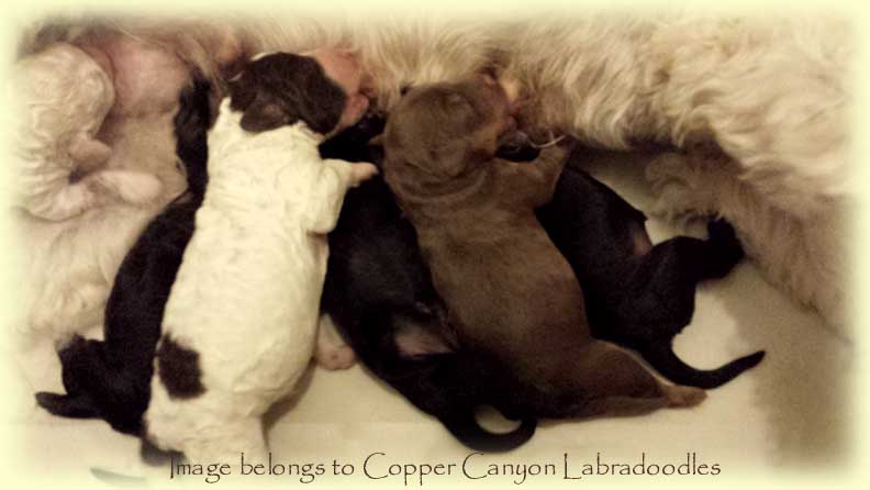 TawneyPupsNewborn