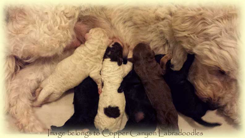 TawneyPupsNewborn2