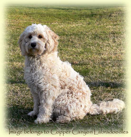 Copper Canyon Tawney Copper Canyon Labradoodles
