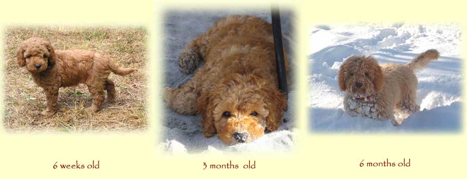 Curly Fleece or Wool Coats - Copper Canyon Labradoodles