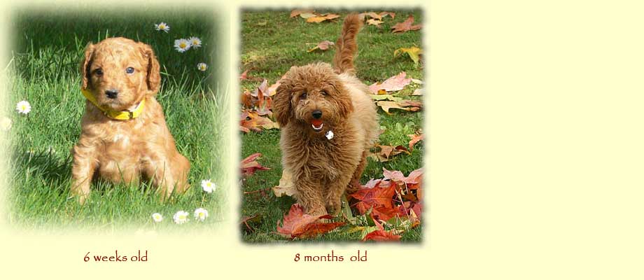 Curly Fleece or Wool Coats - Copper Canyon Labradoodles