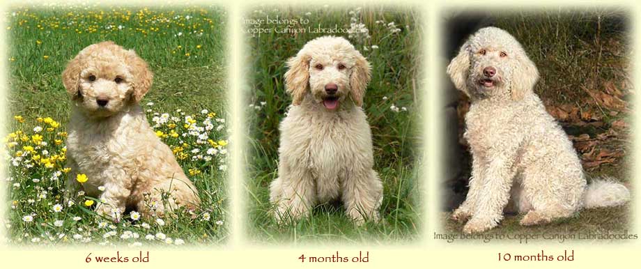 labradoodle coat types