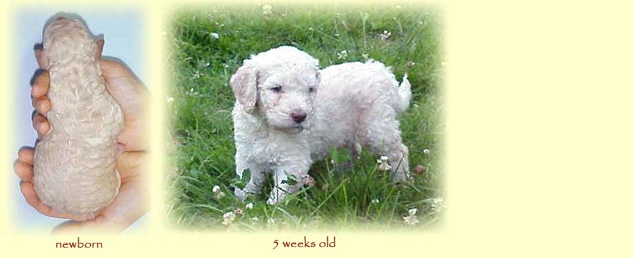 Curly Fleece or Wool Coats - Copper Canyon Labradoodles