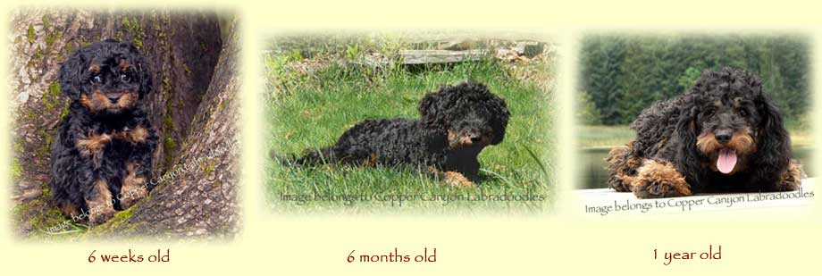 Curly Fleece or Wool Coats - Copper Canyon Labradoodles