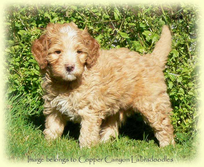 AGoldMale6Wks