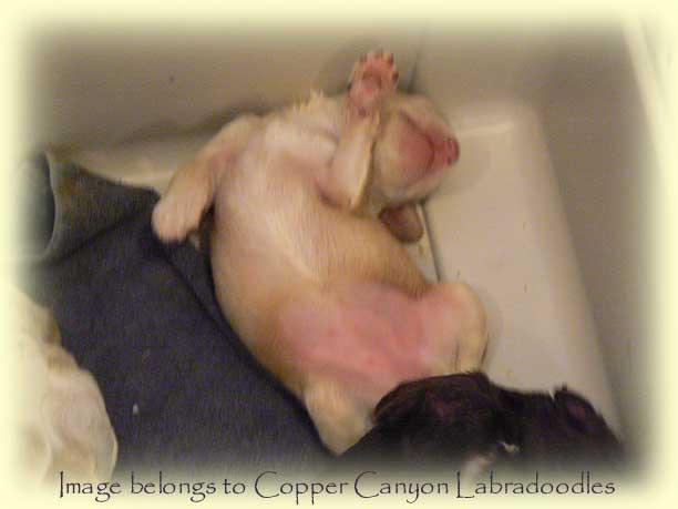 ShirazPuppy2WksOld