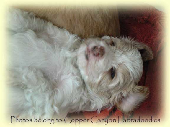 ShirazSunsetLitter4Wks