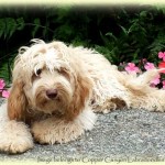 Australian Labradoodle Therapy Dog First In NYC Courtroom