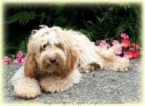 Australian Labradoodle Therapy Dog First In NYC Courtroom