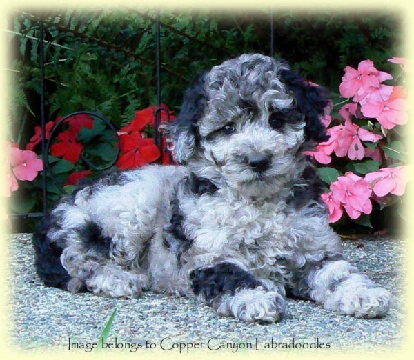 blue merle labradoodle puppies for sale