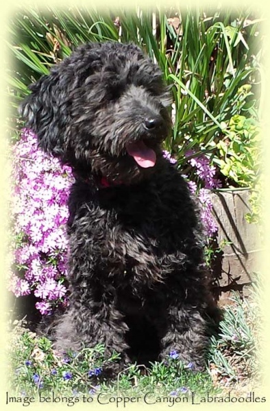 Previous Litters Archive Copper Canyon Labradoodles