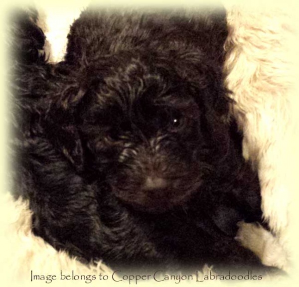 MabelPups4wks