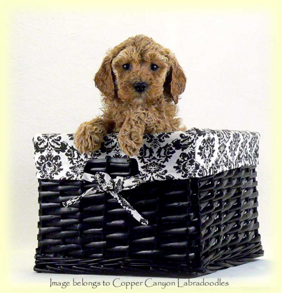 AFemalePuppy