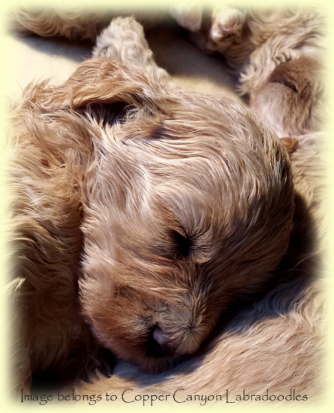 Pup4wks
