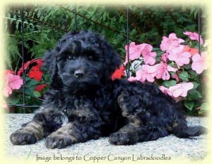 Labradoodle Puppy