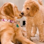 Socializing Your Puppy