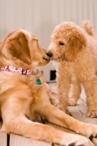 Socializing Your Puppy