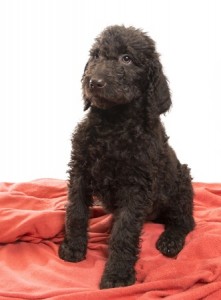 Labradoodle Training