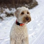 Labradoodles and Winter Weather